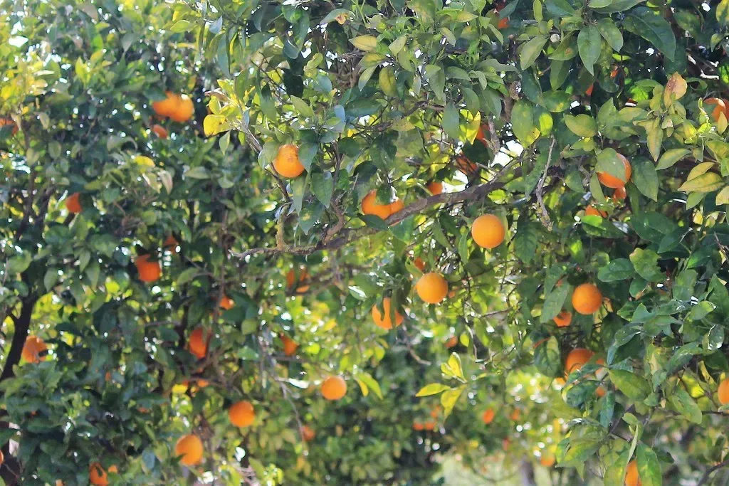નારંગી (Citrus reticulata)