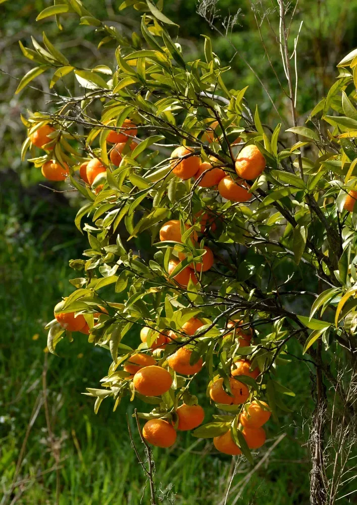 નારંગી (Citrus reticulata)