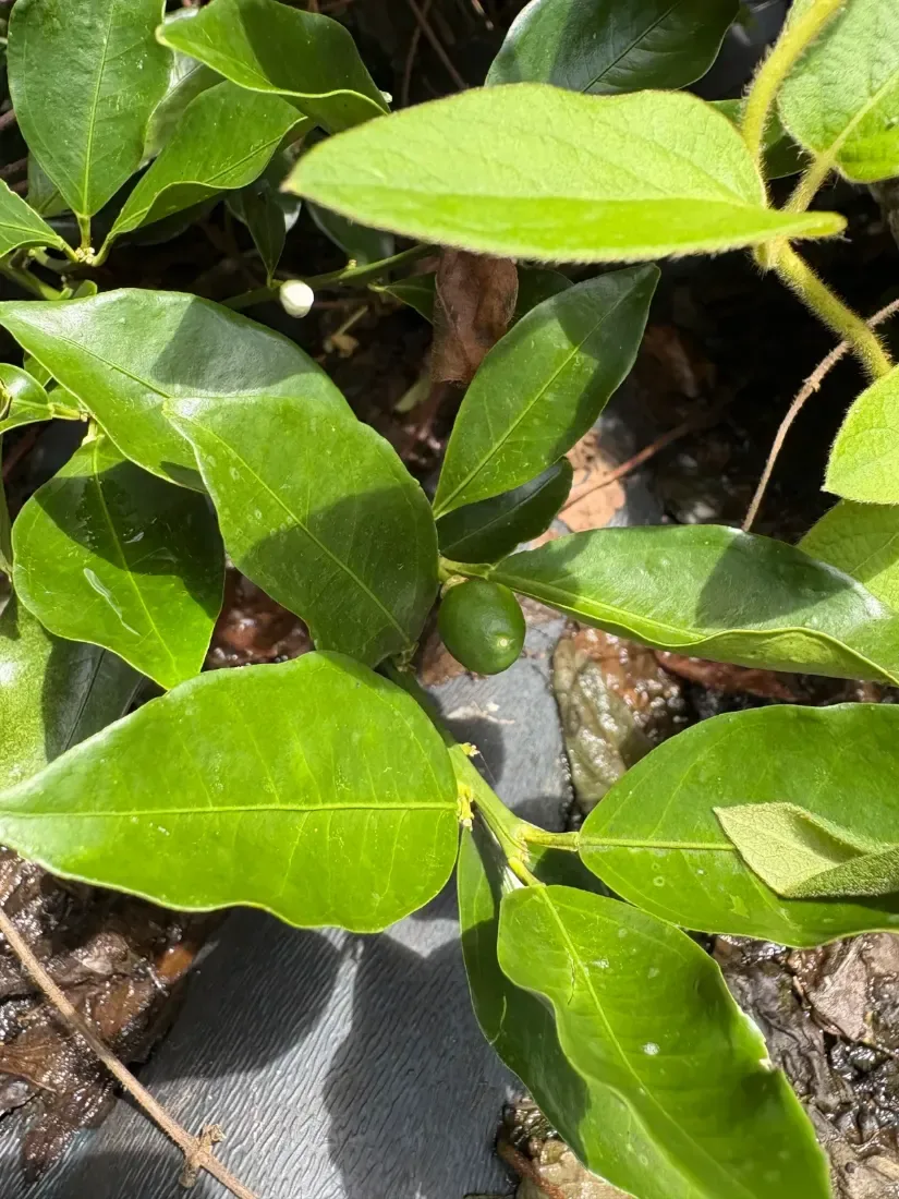 નારંગી (Citrus reticulata)