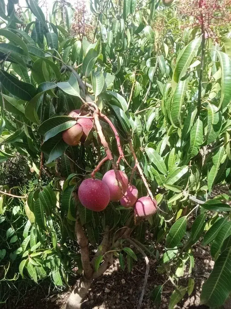 કેરી (Mangifera indica (jungli))