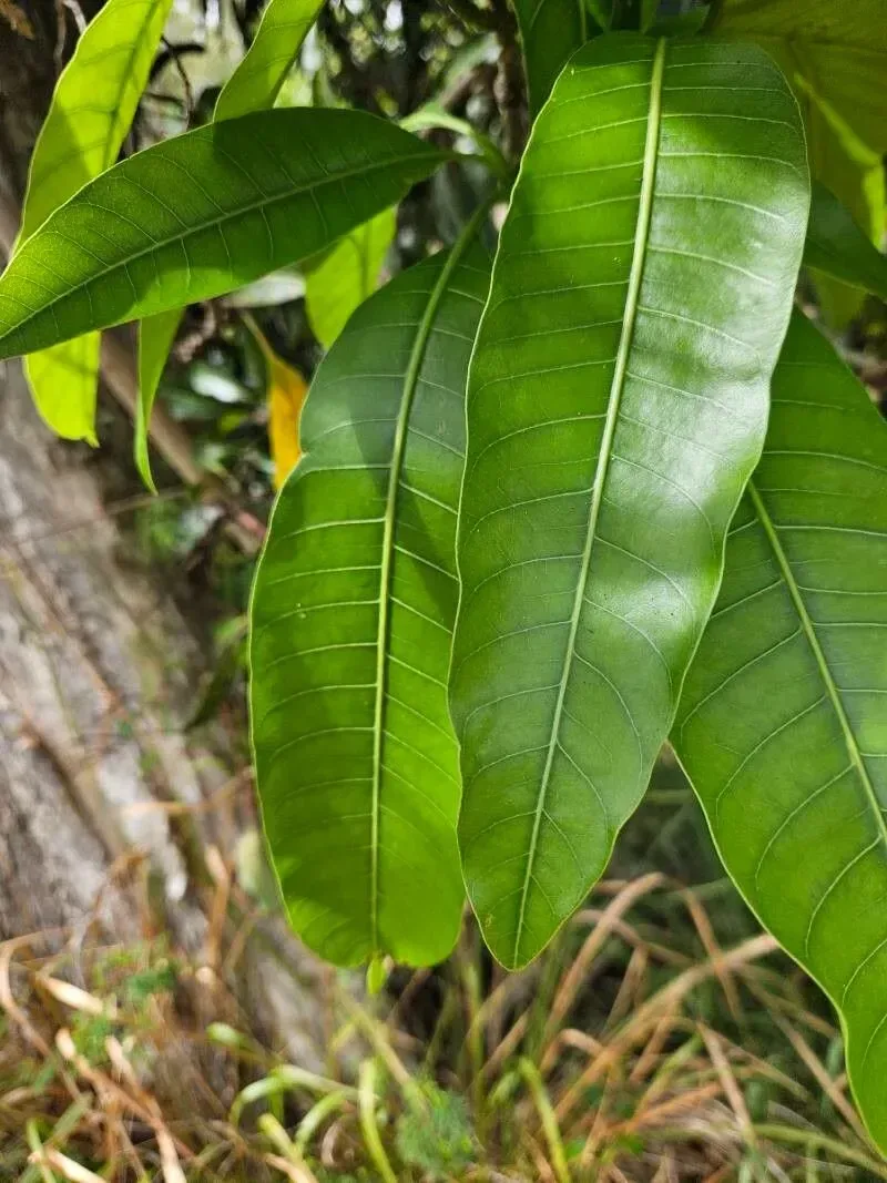 કેરી (Mangifera indica (jungli))