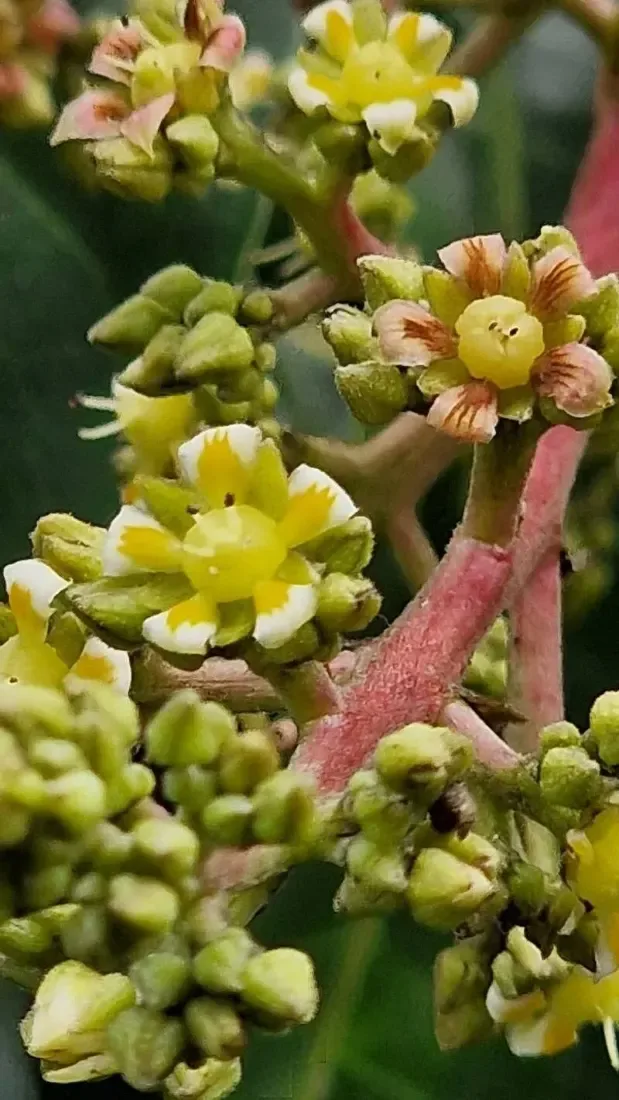 કેરી (Mangifera indica (jungli))