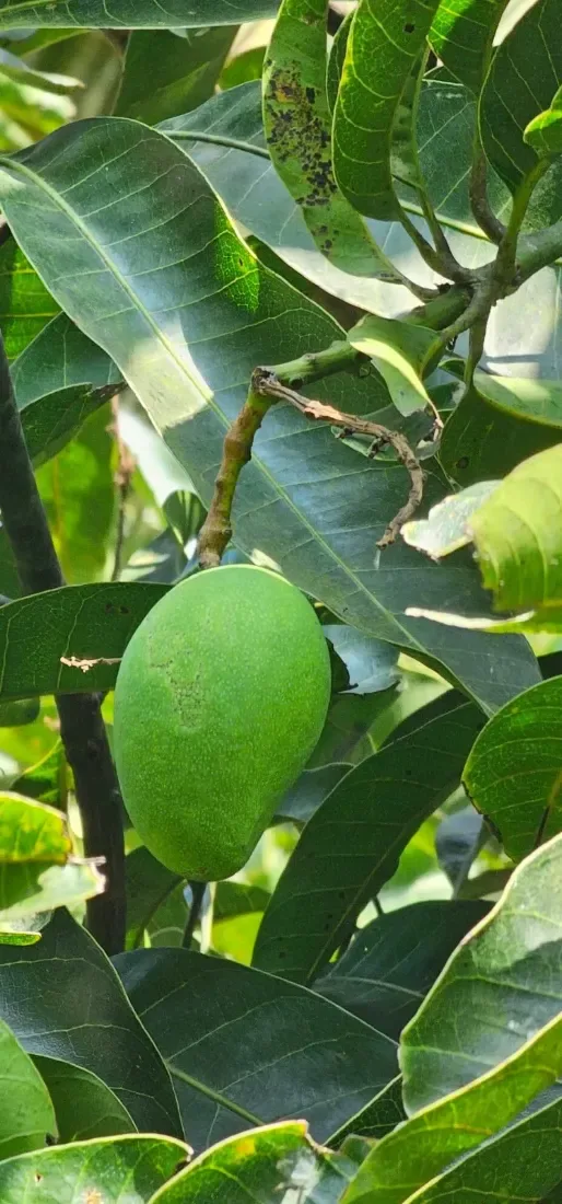 કેરી (Mangifera indica (jungli))