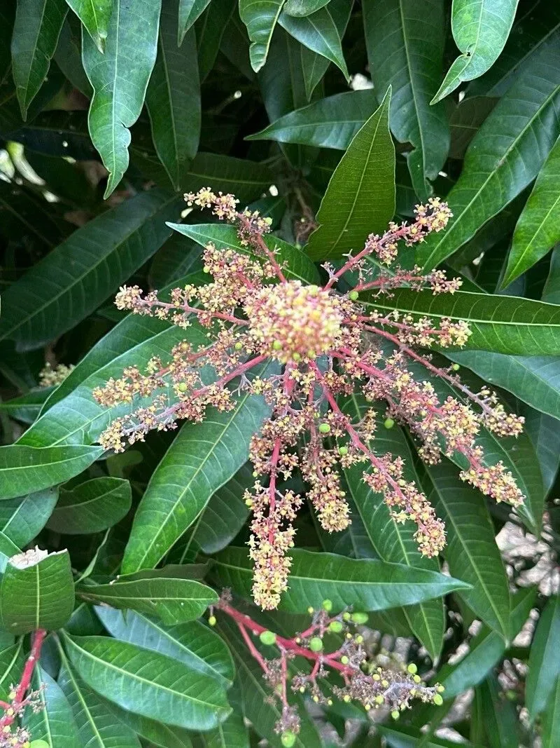 કેરી (Mangifera indica (jungli))