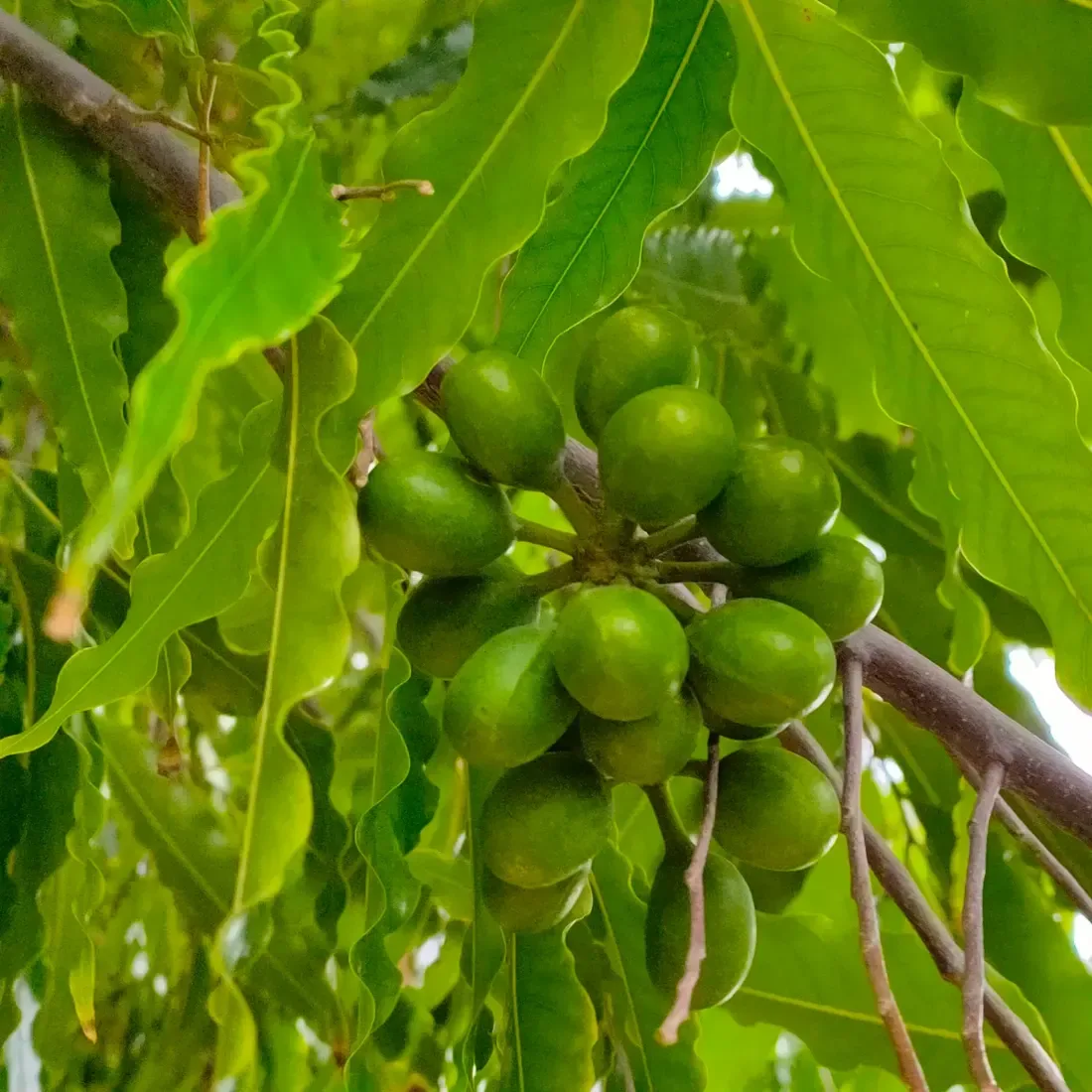 આસોપાલવ (Polyalthia longifolia
Monoon longifolium)