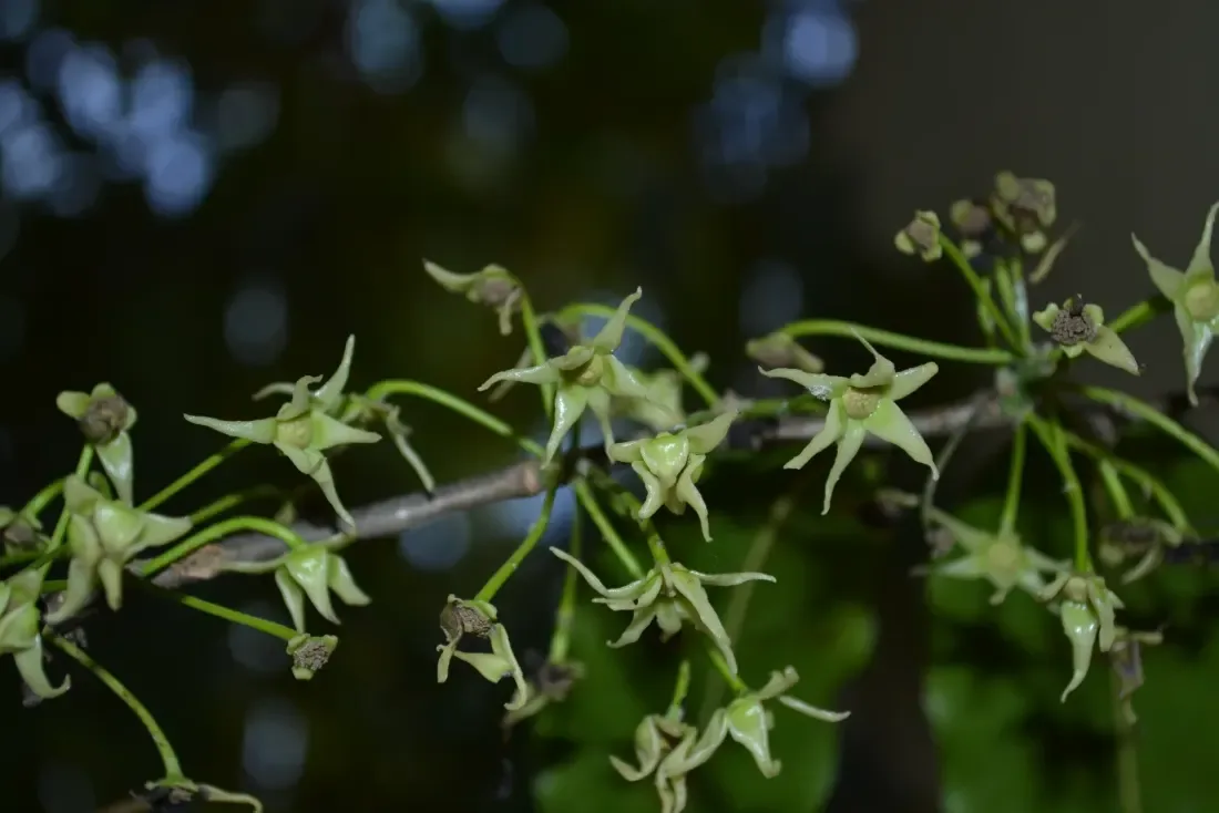 આસોપાલવ (Polyalthia longifolia
Monoon longifolium)