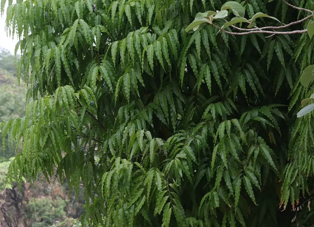 આસોપાલવ (Polyalthia longifolia
Monoon longifolium)