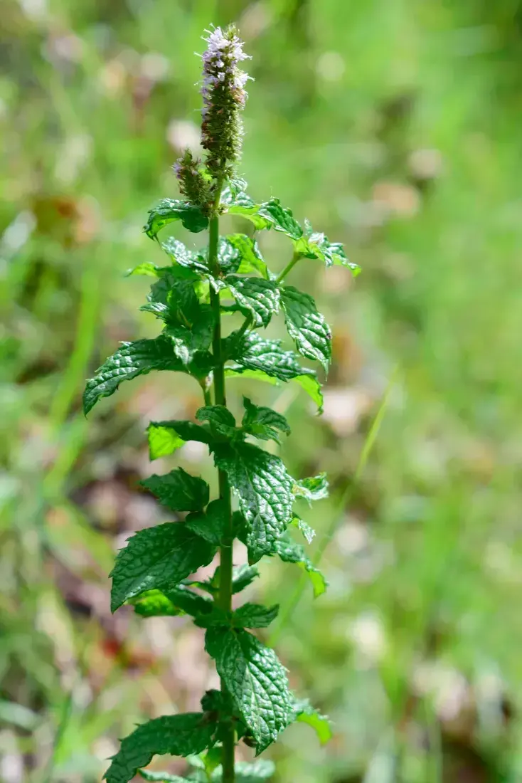 ફુદીનો (Mentha spp. (for home gardens, often Mentha spicata))