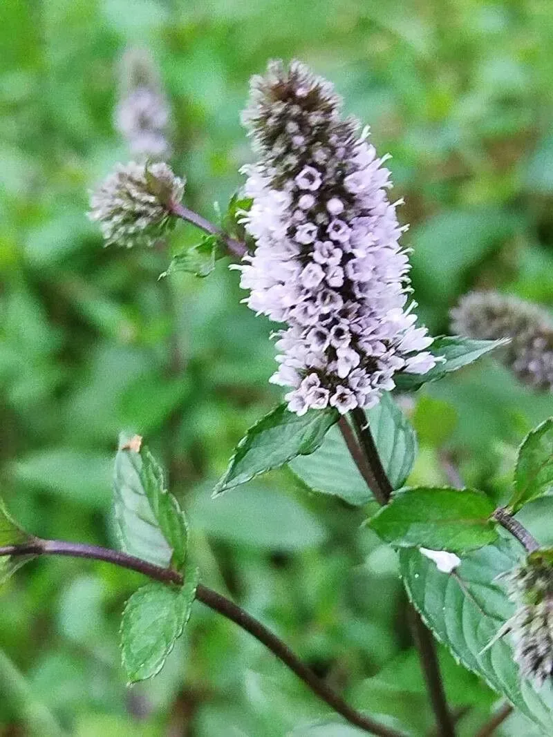 ફુદીનો (Mentha spp. (for home gardens, often Mentha spicata))