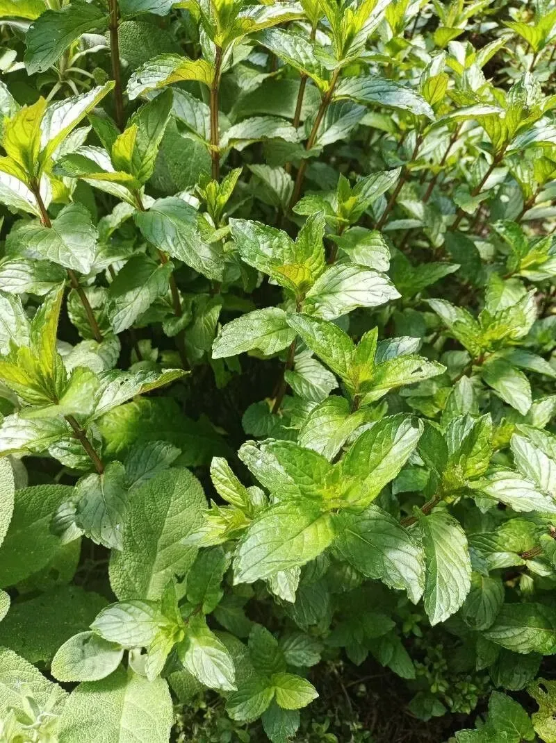 ફુદીનો (Mentha spp. (for home gardens, often Mentha spicata))