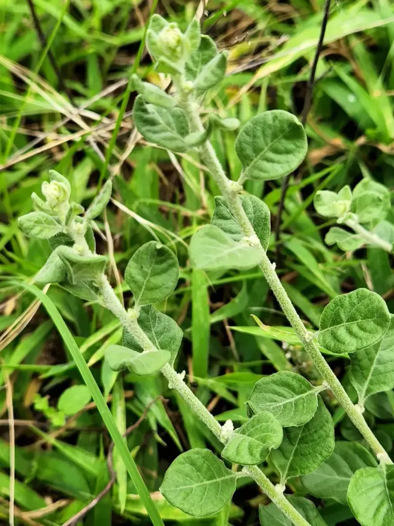 Mountain knotgrass (Aerva lanata / Ouret lanata)