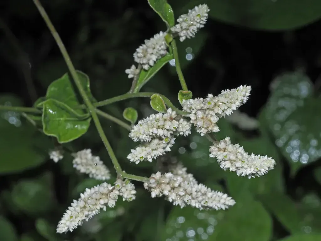 Mountain knotgrass (Aerva lanata / Ouret lanata)