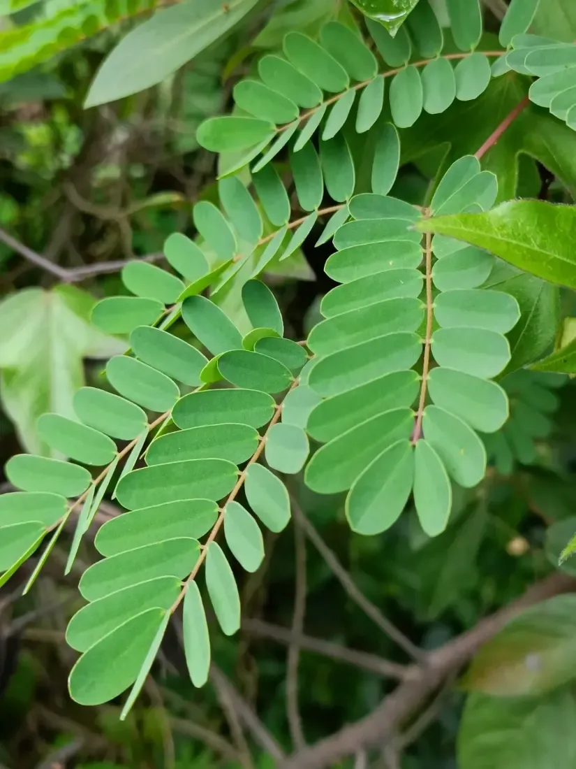 કચકા (Caesalpinia decapetala)