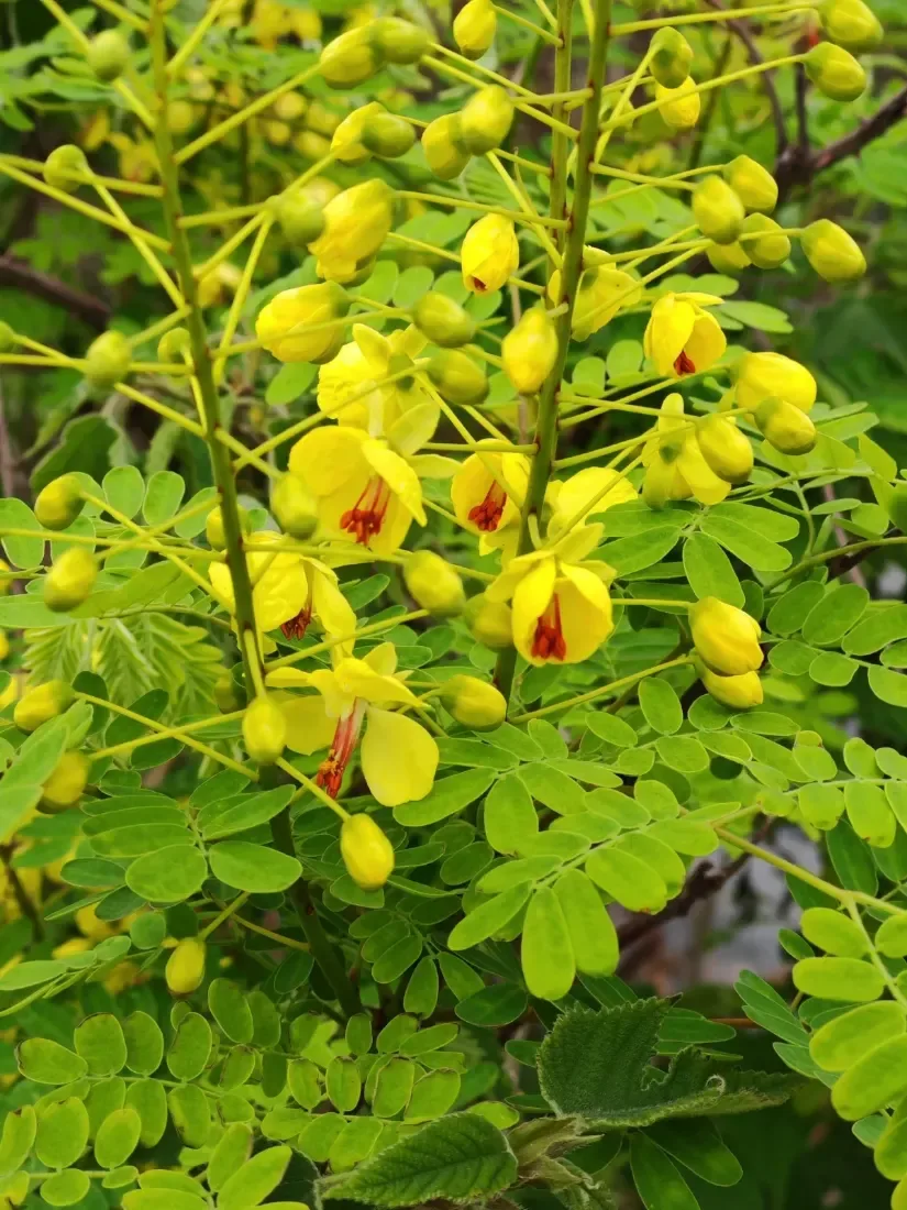 કચકા (Caesalpinia decapetala)