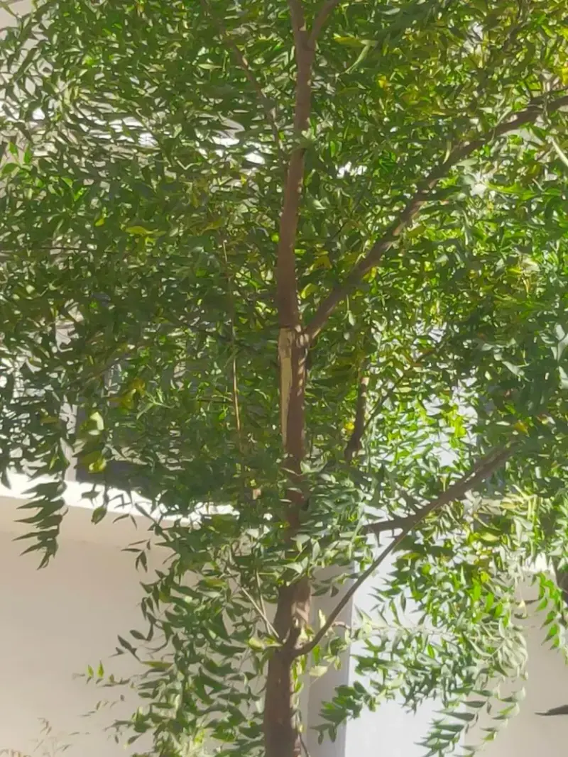 લીમડો (Azadirachta indica)