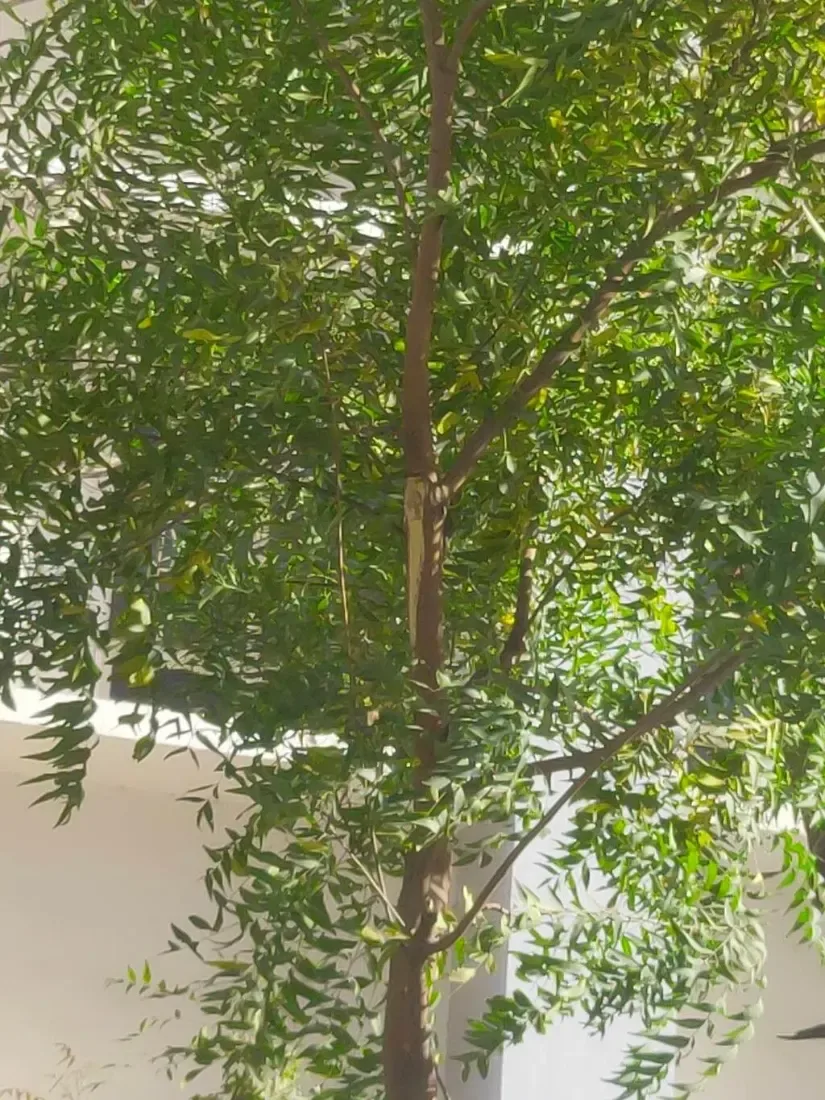 લીમડો (Azadirachta indica)