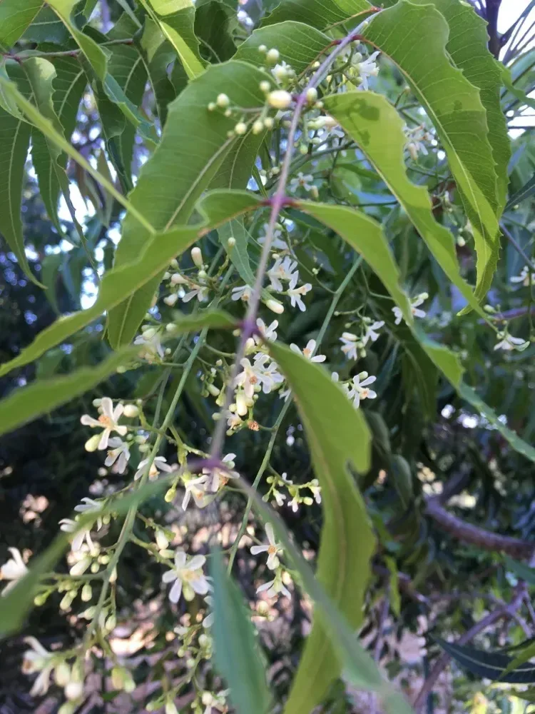 લીમડો (Azadirachta indica)