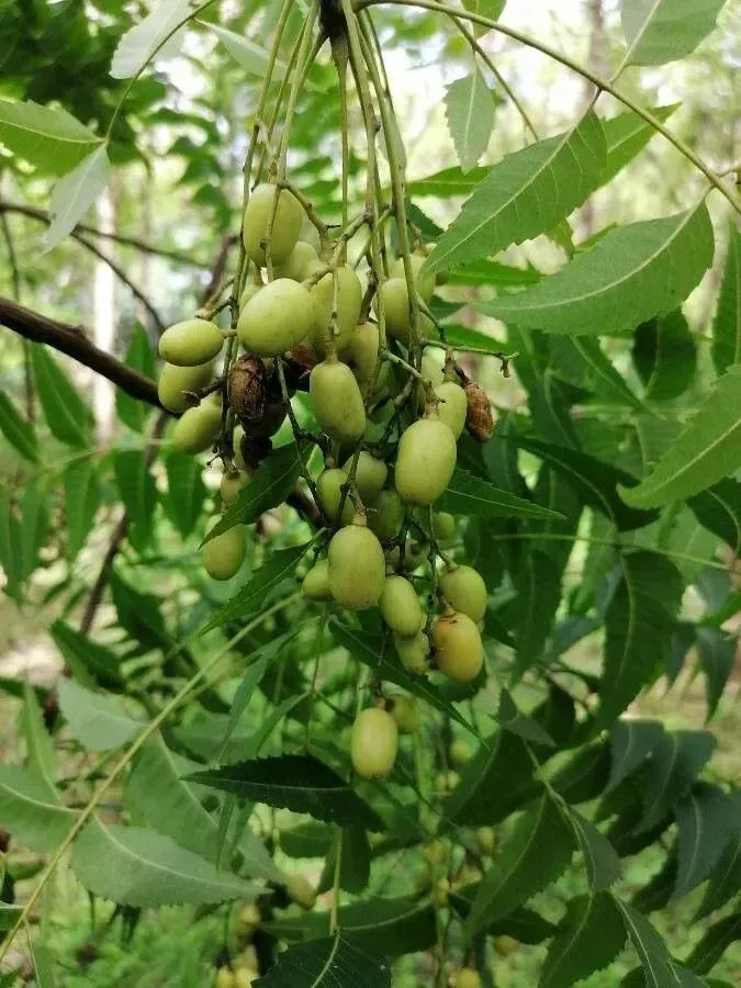 લીમડો (Azadirachta indica)