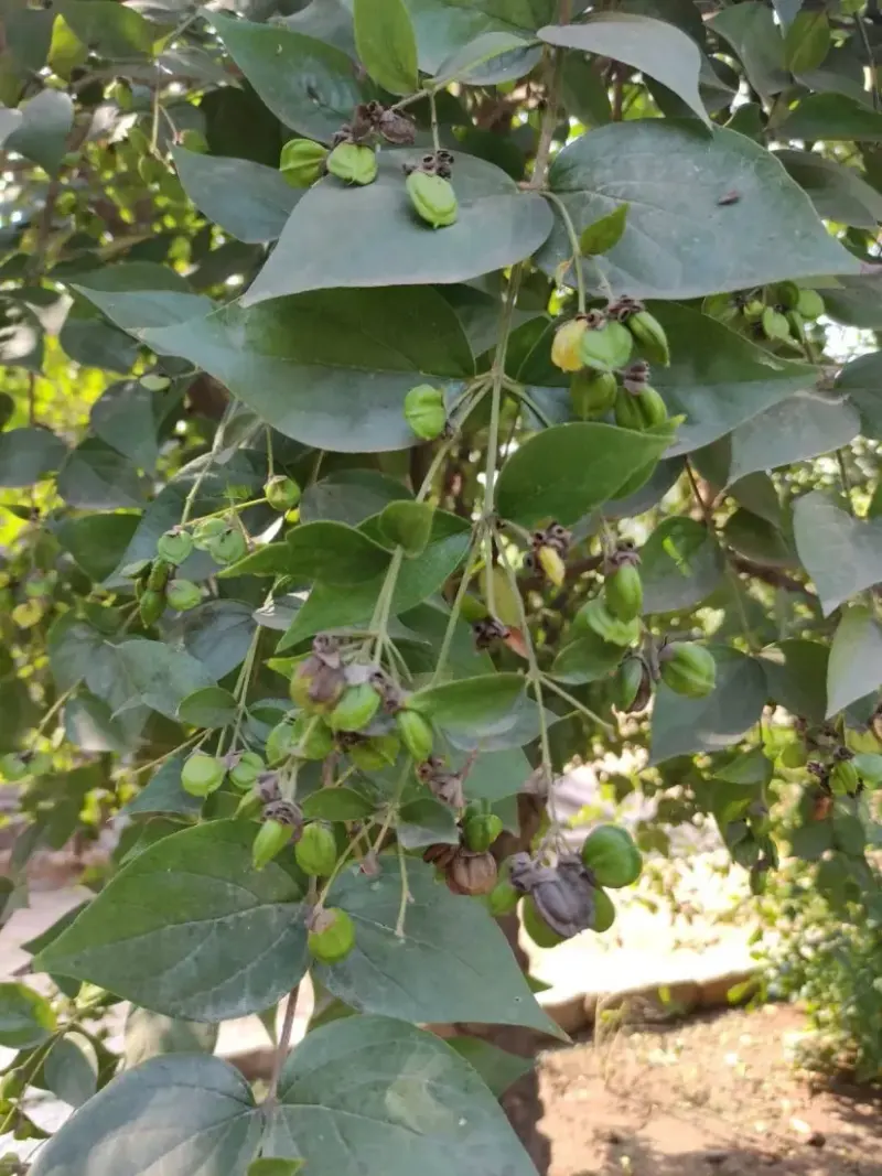 પારિજાત (Nyctanthes arbor-tristis)