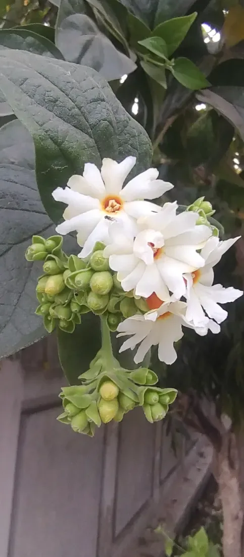 પારિજાત (Nyctanthes arbor-tristis)