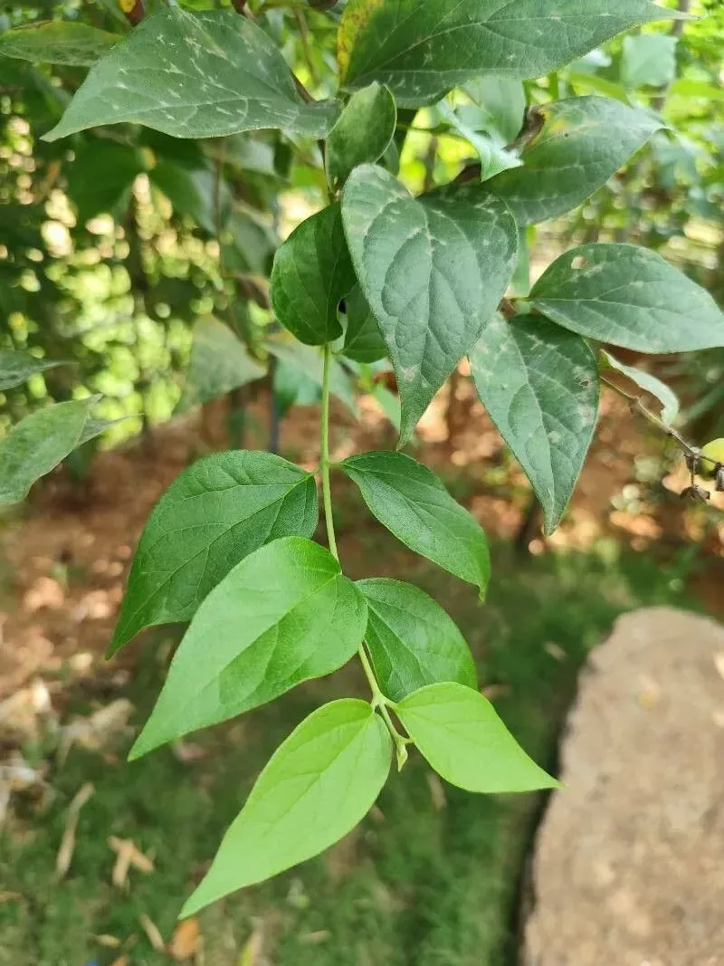 પારિજાત (Nyctanthes arbor-tristis)