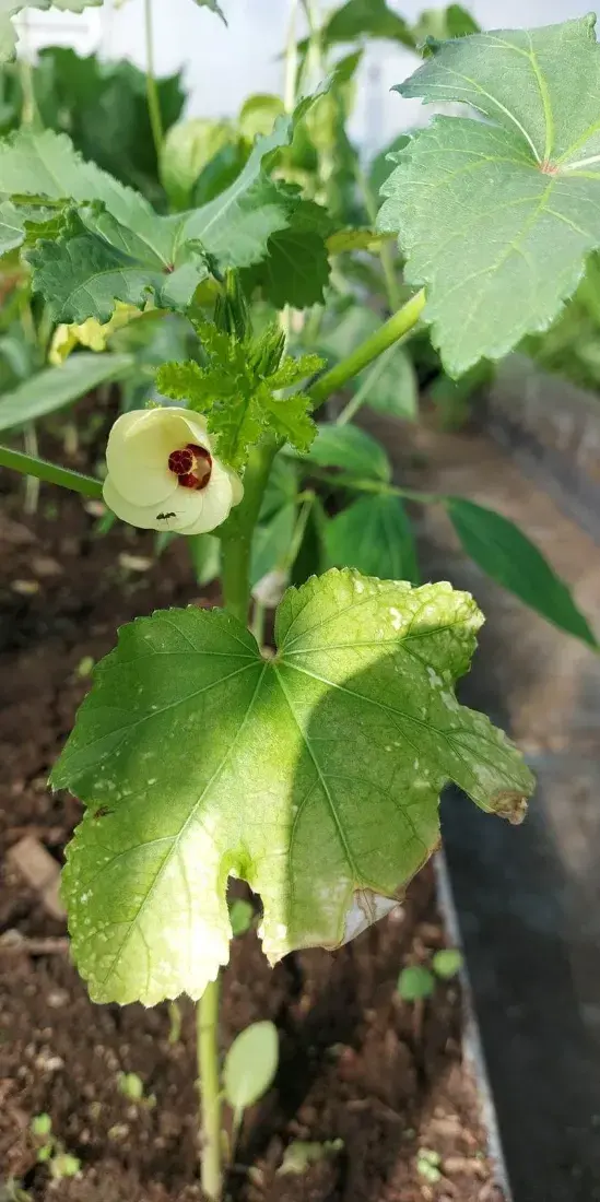 ભીંડા (Abelmoschus esculentus)