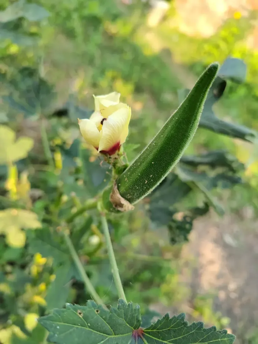 ભીંડા (Abelmoschus esculentus)