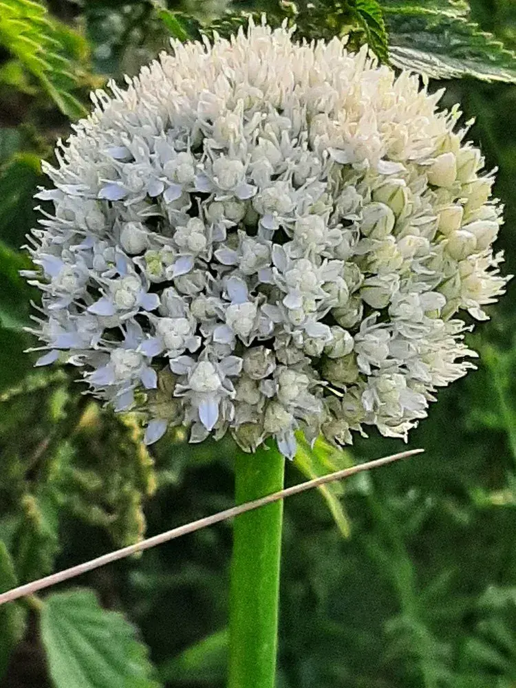 ડુંગળી (Allium cepa)