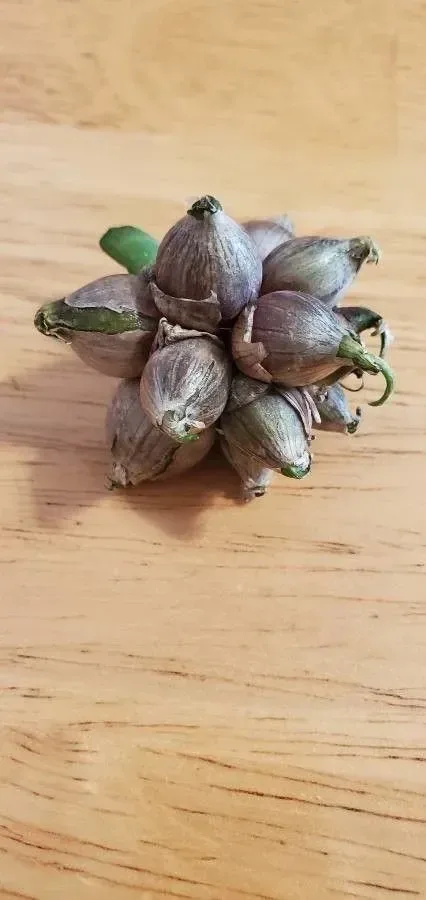 ડુંગળી (Allium cepa)
