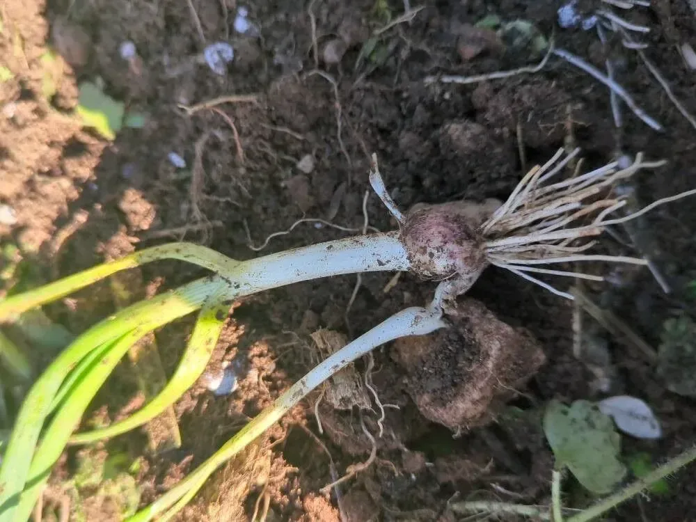 ડુંગળી (Allium cepa)
