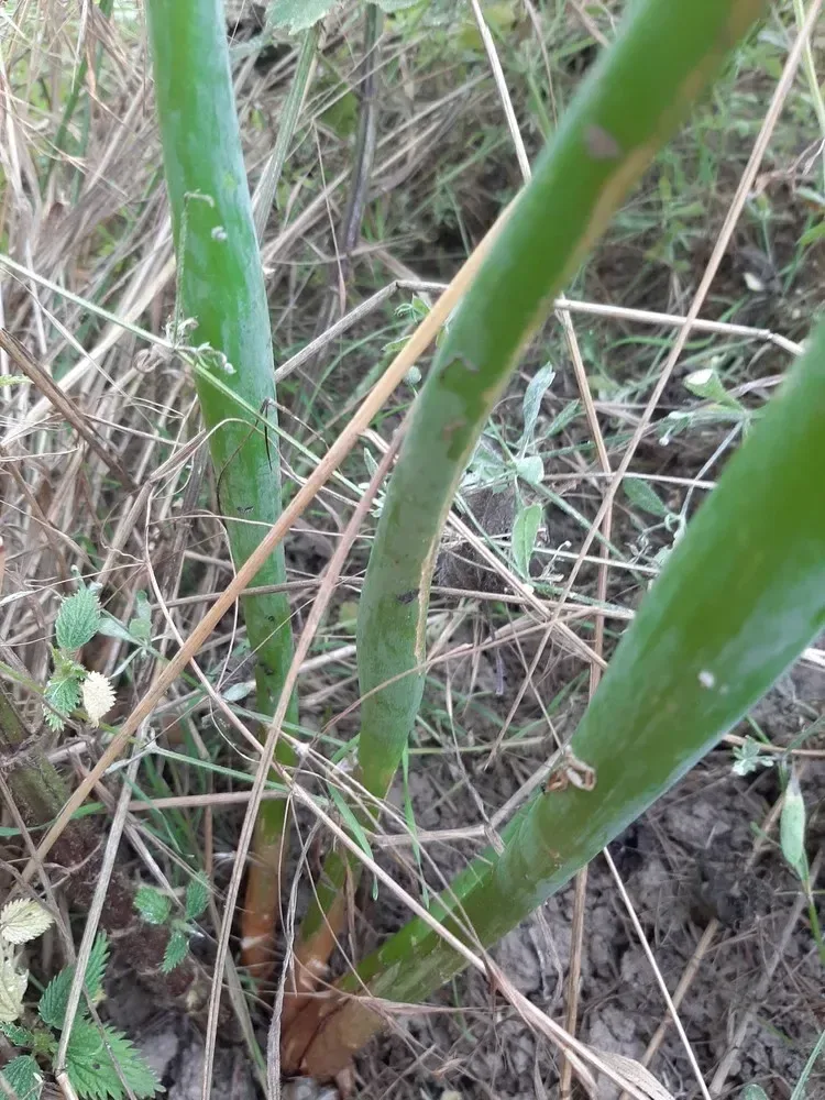 ડુંગળી (Allium cepa)