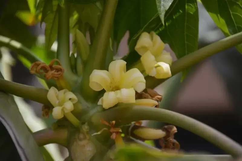 પપૈયાં (Carica papaya)