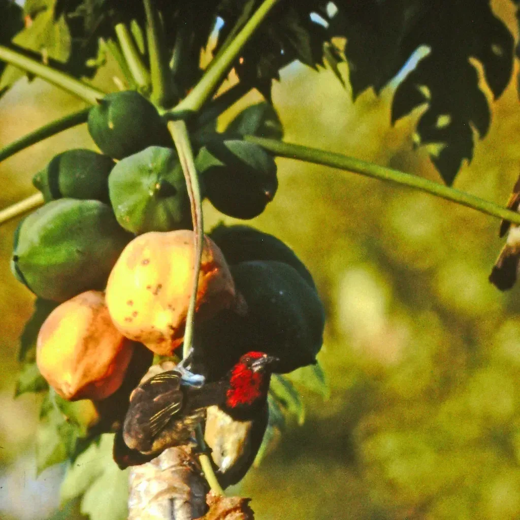 પપૈયાં (Carica papaya)