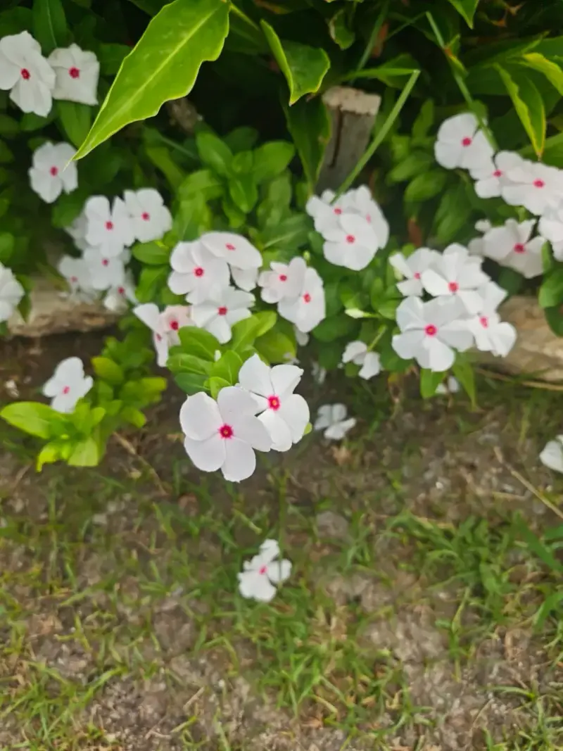 બારમાસી (Catharanthus roseus)