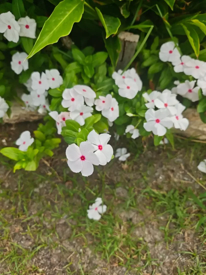 બારમાસી (Catharanthus roseus)