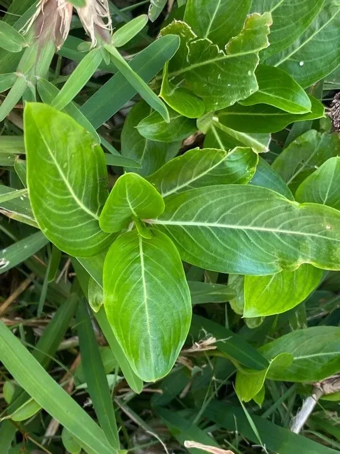 બારમાસી (Catharanthus roseus)