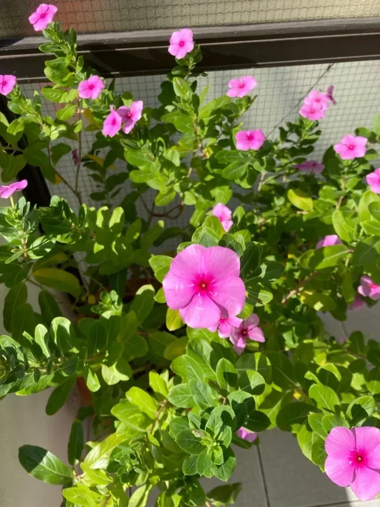 બારમાસી (Catharanthus roseus)