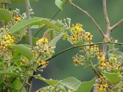 ફાલસા (Grewia asiatica)