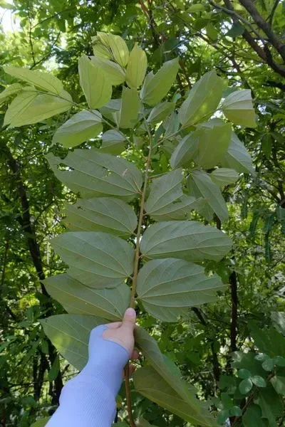 ફાલસા (Grewia asiatica)