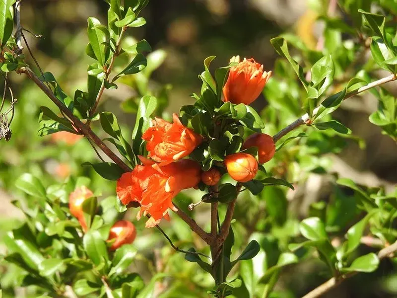 દાડમ (Punica granatum)