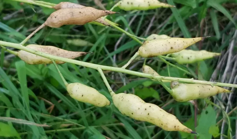 મૂળા (Raphanus sativus)