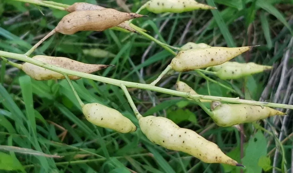 મૂળા (Raphanus sativus)