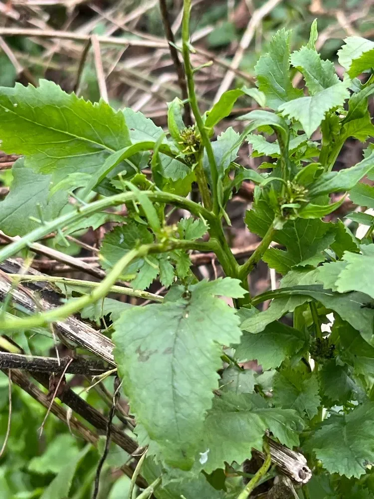 મૂળા (Raphanus sativus)