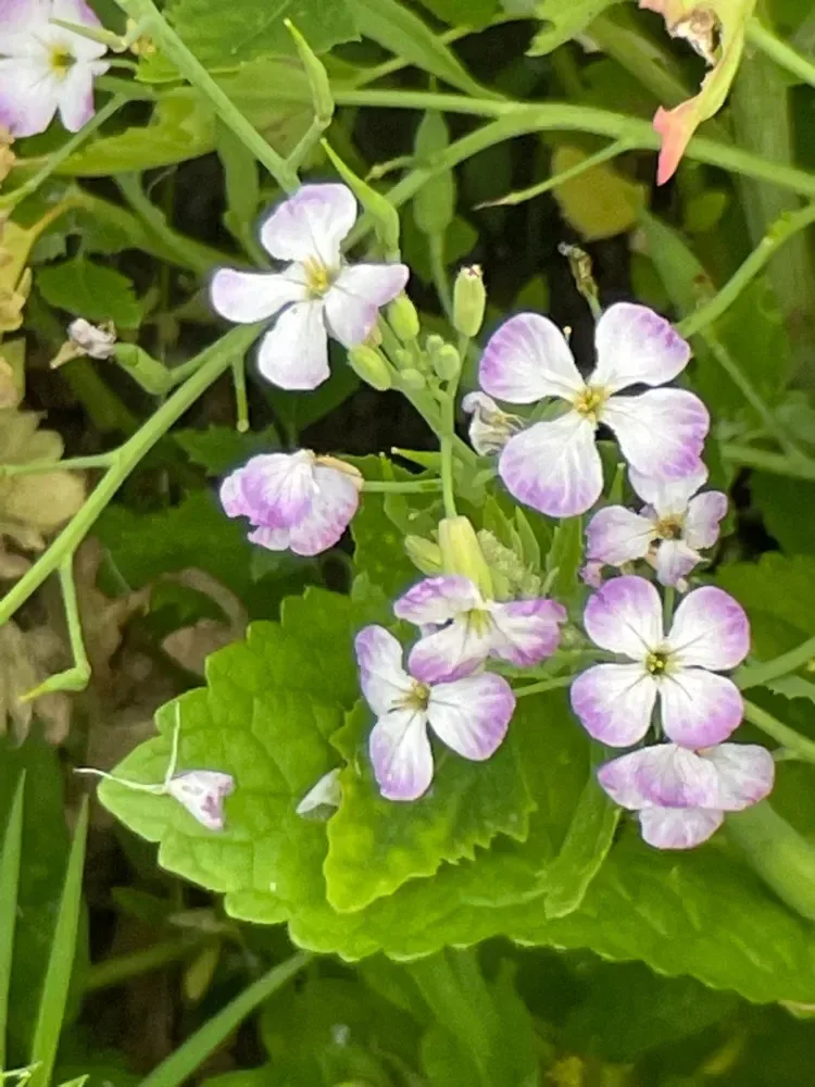 મૂળા (Raphanus sativus)