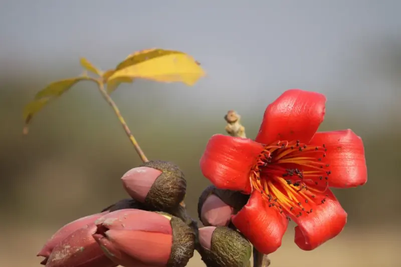 શીમળો (Bombax ceiba)