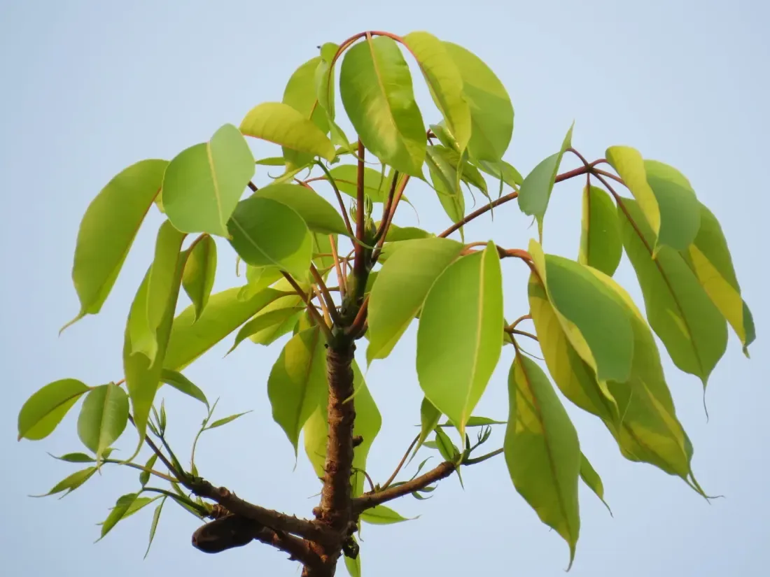 શીમળો (Bombax ceiba)