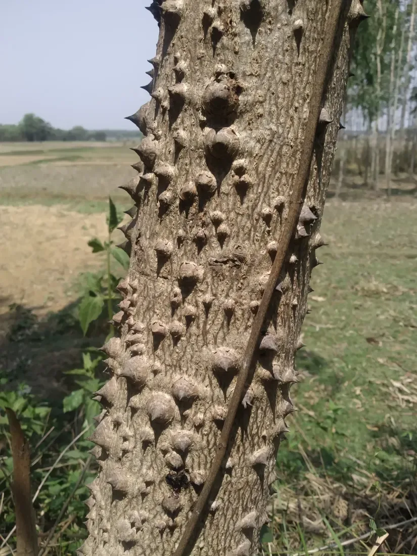 શીમળો (Bombax ceiba)