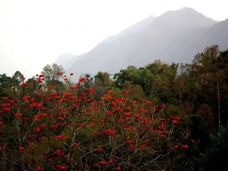 શીમળો (Bombax ceiba)