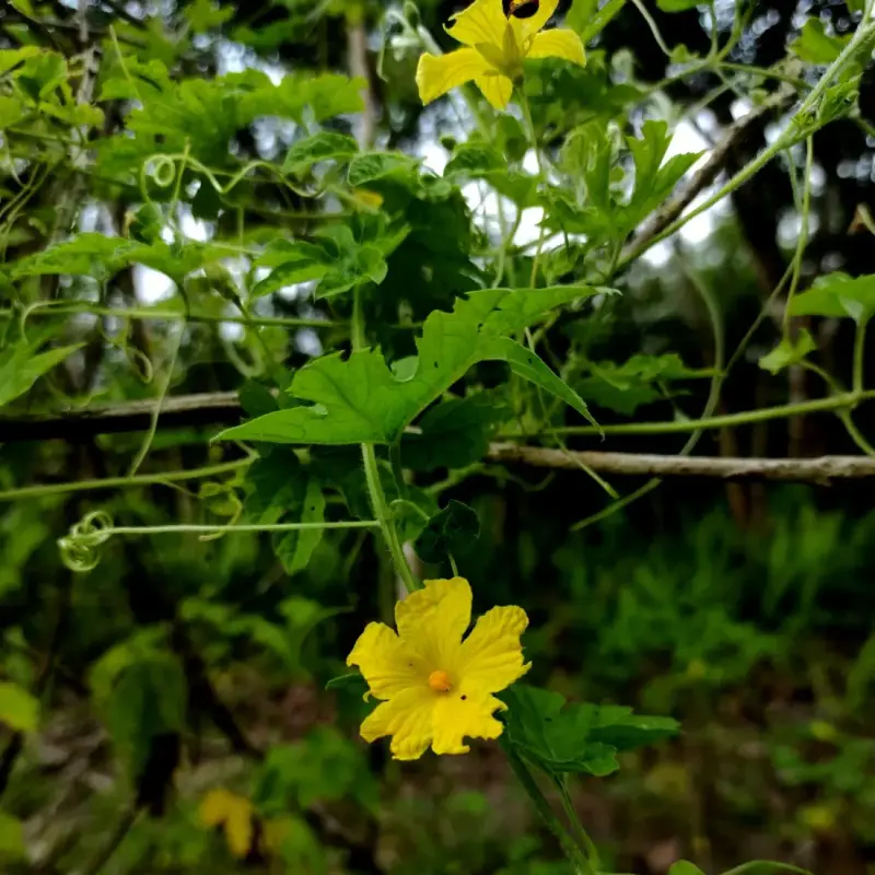 તુરીયા (Luffa acutangula)