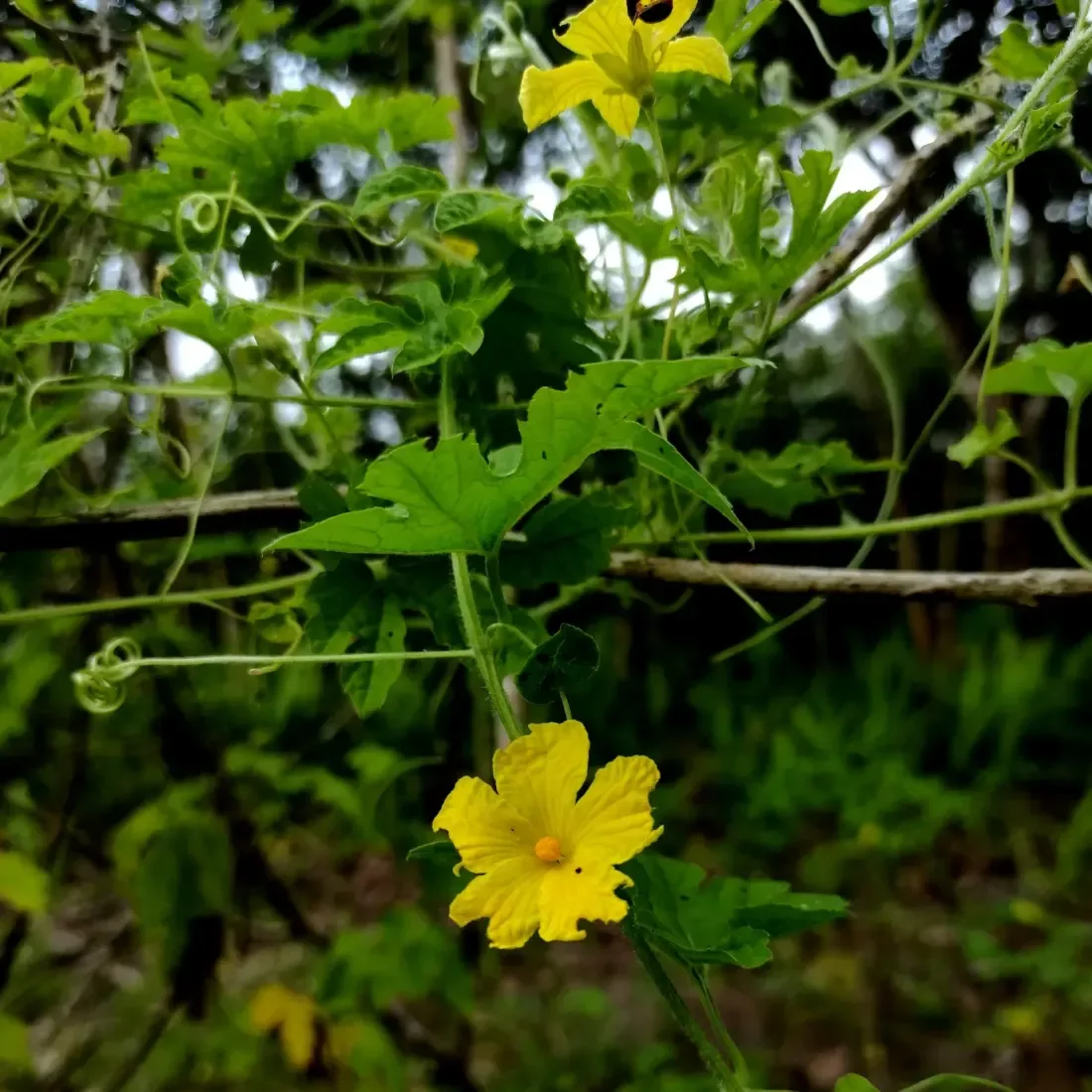 તુરીયા (Luffa acutangula)